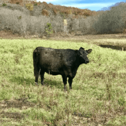 You would never imagine the size of this cow-image